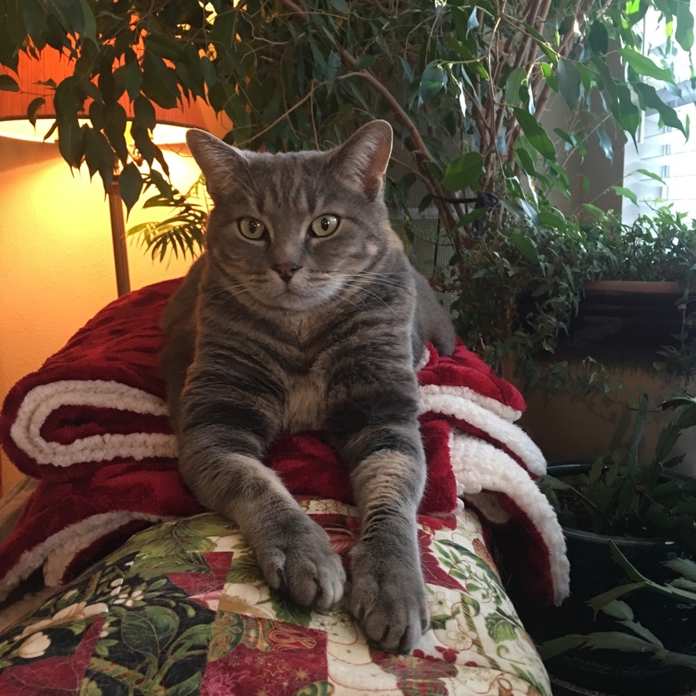 Meet your Posher, Holly